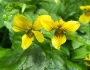 Viola glabella image