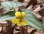 Viola hastata image