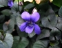 Viola labradorica image