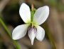 Viola lanceolata image