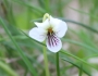 Viola macloskeyi image