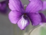 Viola mandshurica image