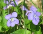 Viola nephrophylla image