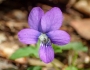 Viola palmata image