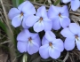 Viola pedata image