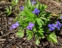 Viola pedatifida image