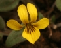 Viola praemorsa image