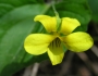 Viola pubescens image