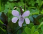 Viola riviniana image