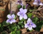 Viola rostrata image