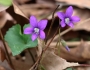 Viola sagittata image