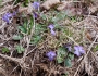 Viola fimbriatula image