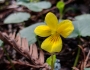 Viola sempervirens image