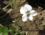 Viola striata image