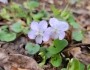 Viola walteri image