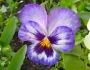 Viola ×wittrockiana image