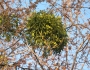 Viscum album image