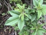 Vitex negundo image