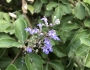 Vitex rotundifolia image