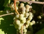 Vitis arizonica image