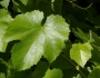 Vitis californica image