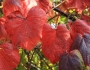 Vitis coignetiae image
