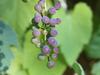 Vitis giradiana image