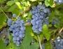 Vitis labrusca image