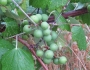 Vitis mustangensis image