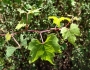 Vitis palmata image
