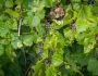 Vitis riparia image