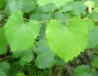 Vitis rotundifolia image