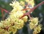 Vitis vulpina image