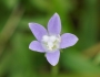 Wahlenbergia marginata image
