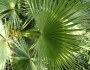 Washingtonia filifera image
