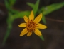 Wedelia hispida image