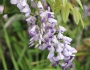 Wisteria floribunda image