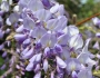 Wisteria sinensis image