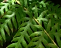 Woodwardia fimbriata image