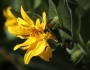 Wyethia amplexicaulis image