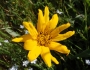 Wyethia angustifolia image