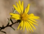 Xanthisma spinulosum image