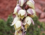 Yucca angustissima image