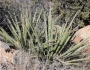 Yucca baccata image