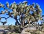 Yucca brevifolia image