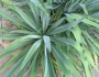 Yucca filamentosa image