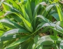 Yucca flaccida image