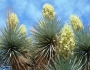 Yucca gloriosa image