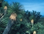 Yucca linearifolia image