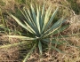 Yucca pallida image